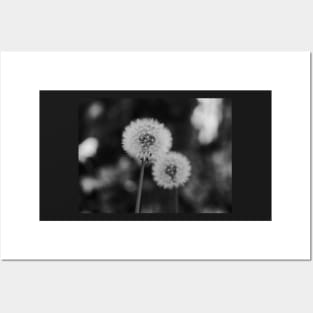 Two Dandelions in a black and white background Posters and Art
